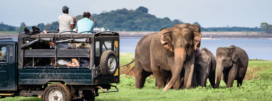 Naturalist at Yala National Park