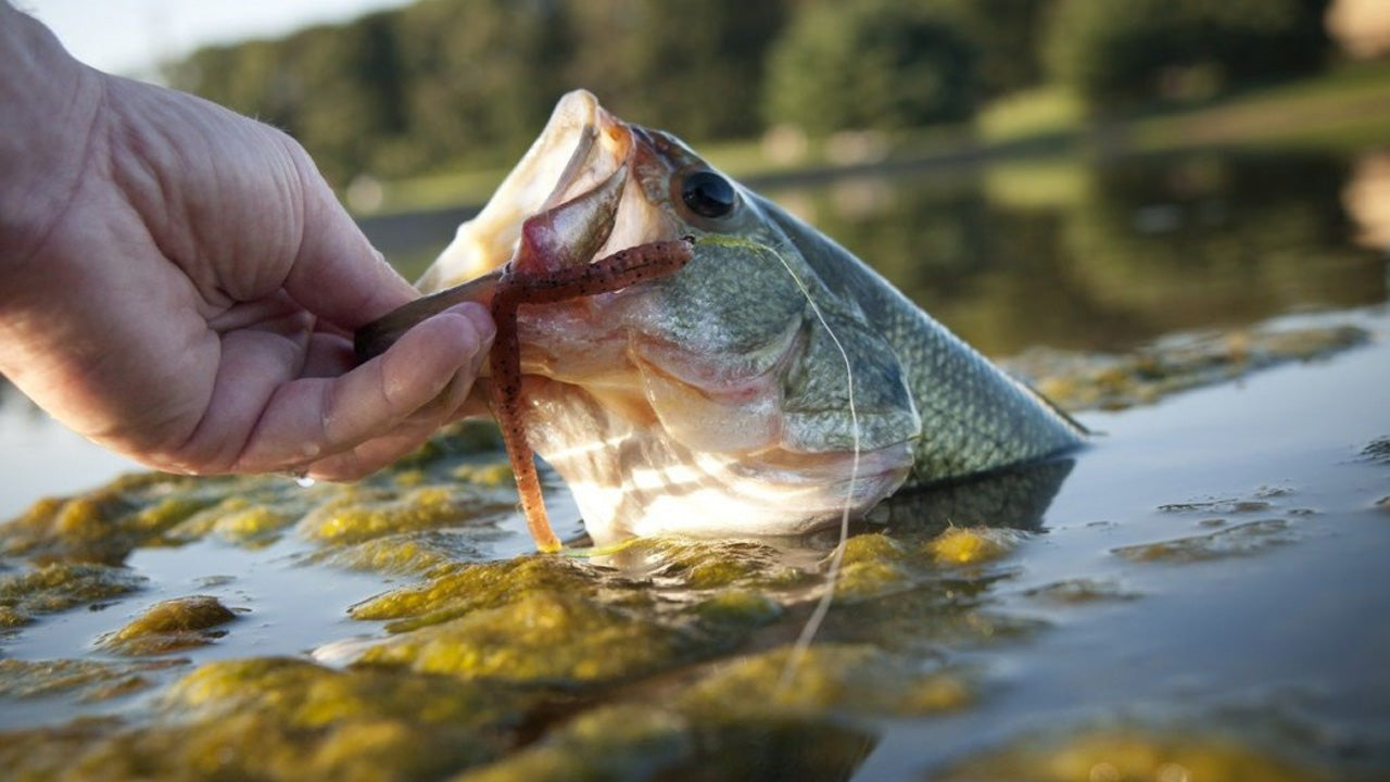 Freshwater Fishing