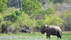 Safari from Arugam Bay