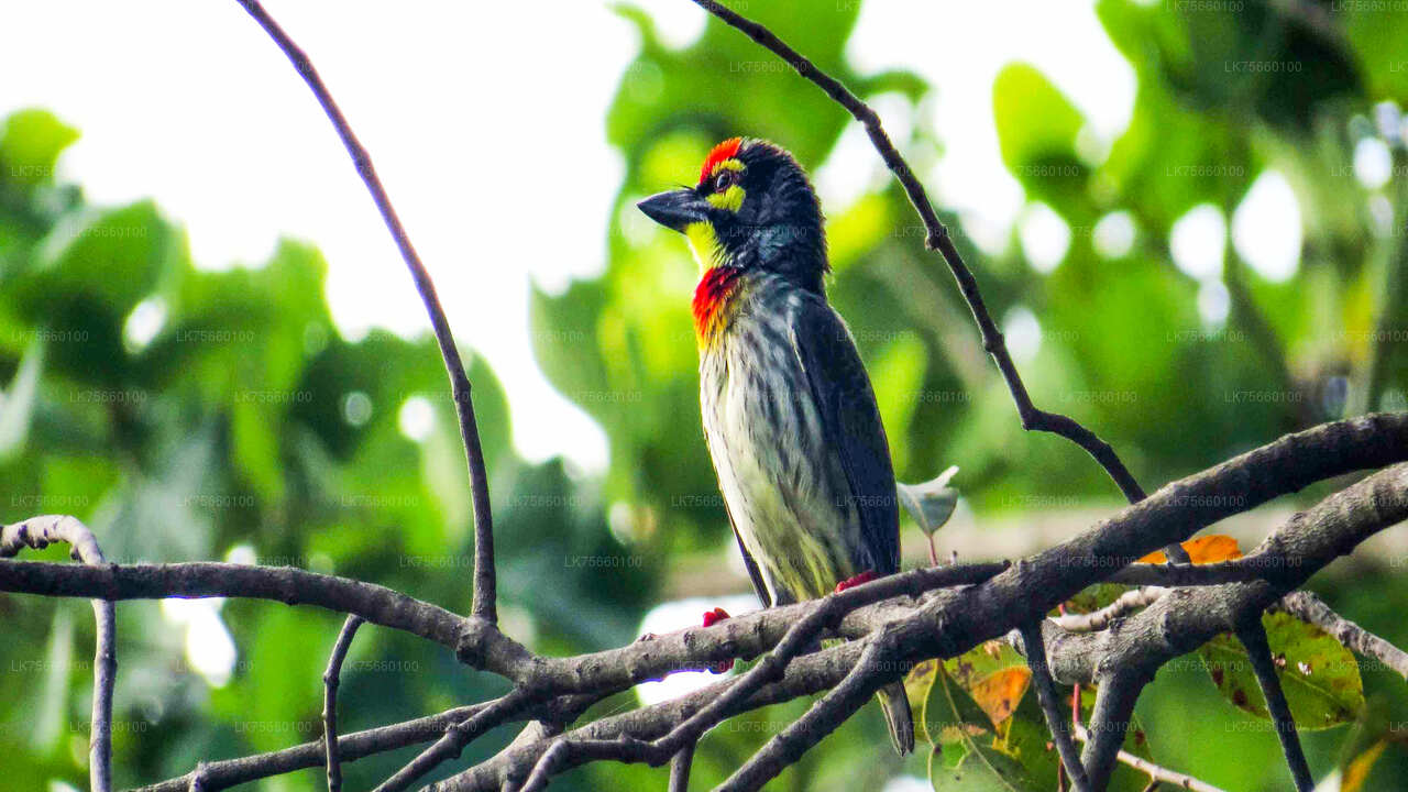 Birdwatching from Mount Lavinia