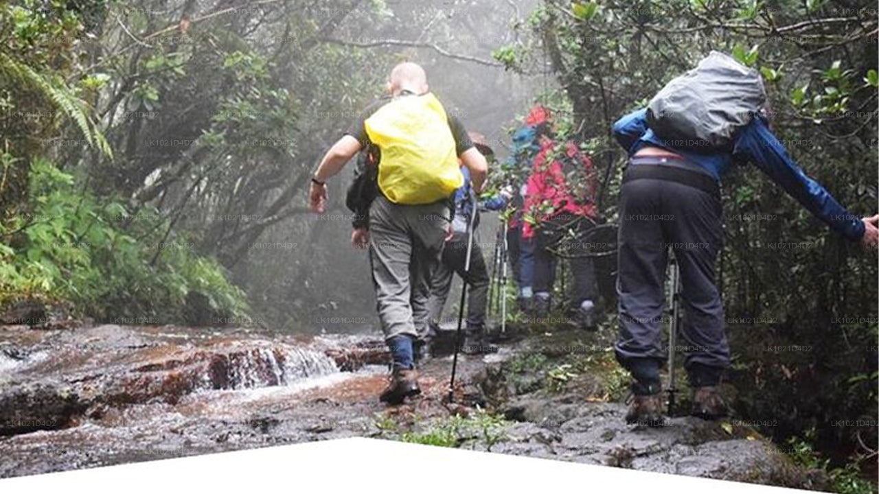 Rainforest Explorer from Bentota (2 Days)