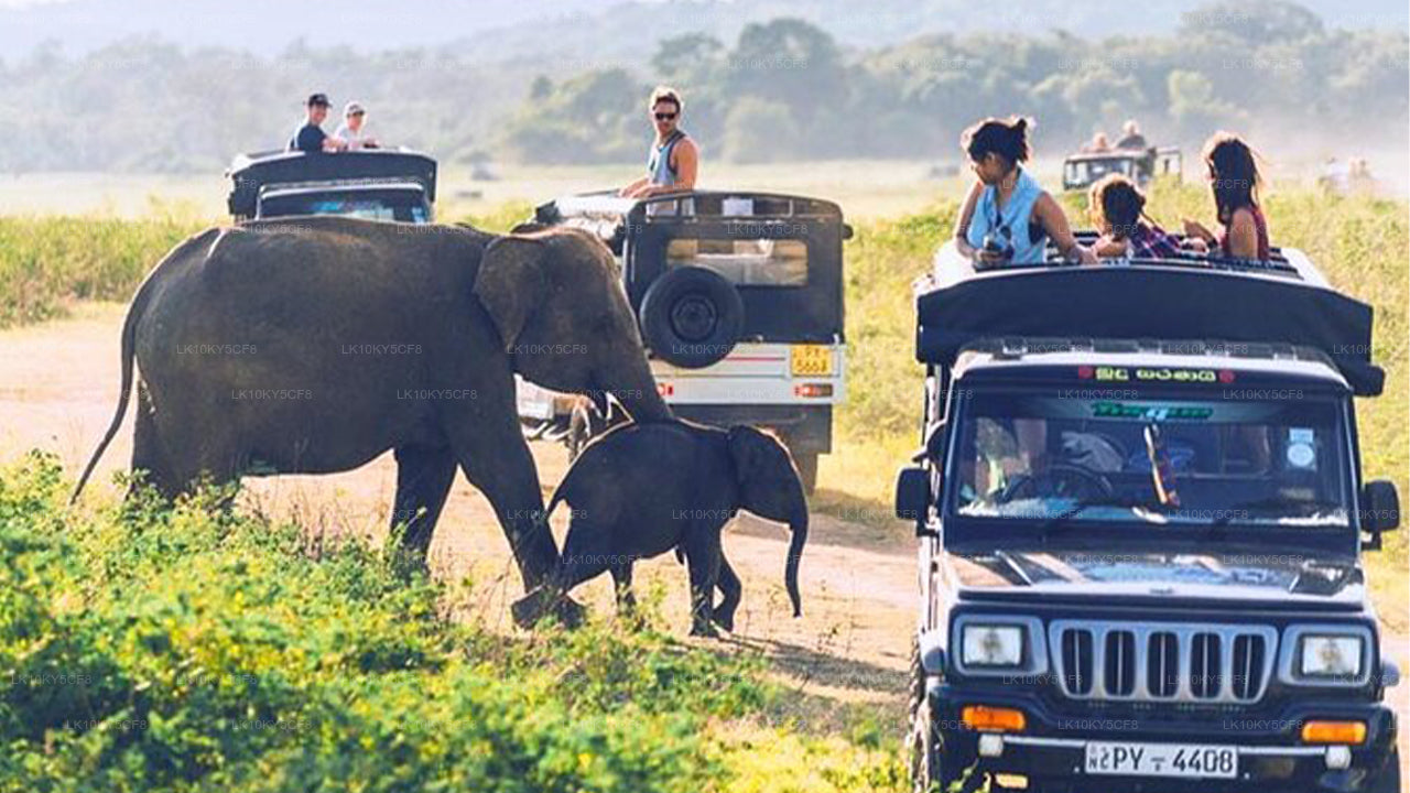 Wildlife Tour Covering Birds, Mammals and Whales (21 Days)