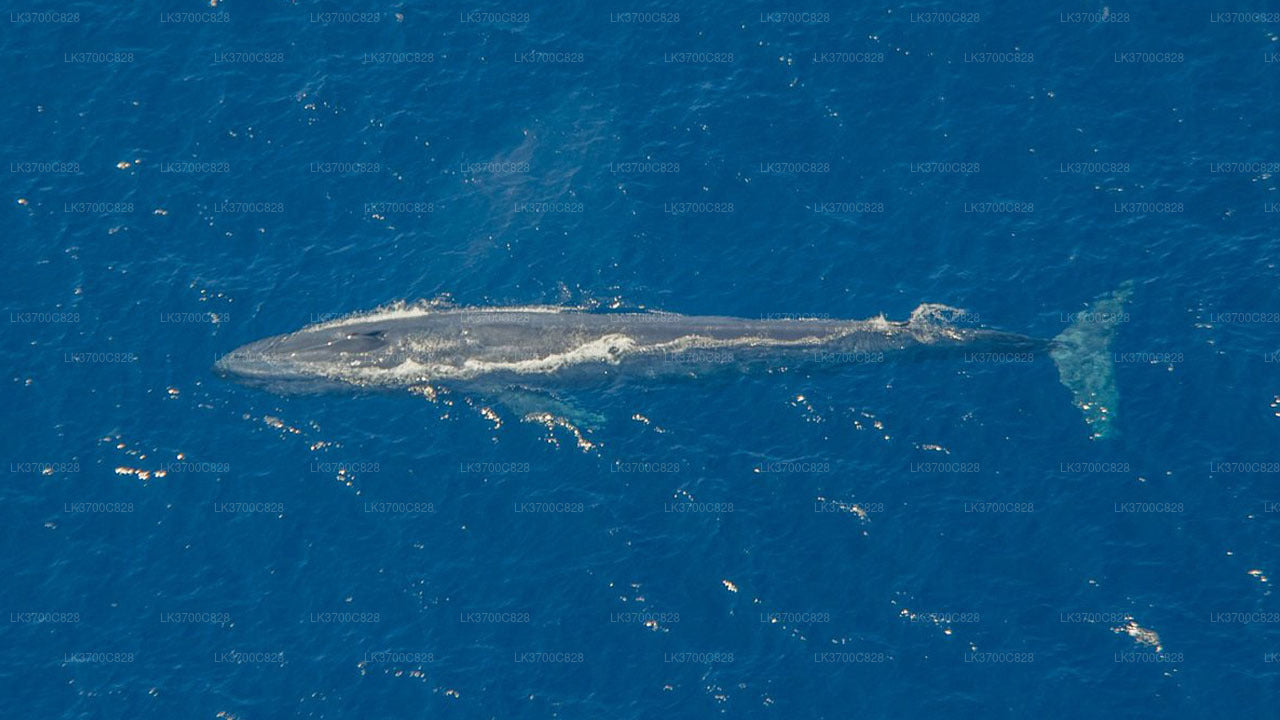 Arial Whale Watching by Airplane from Koggala Airport (KCT)