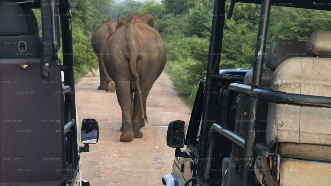 Wilpattu National Park Safari from Kandy