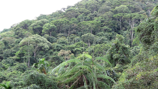 Sinharaja Rain Forest tracking to the Lions Rock