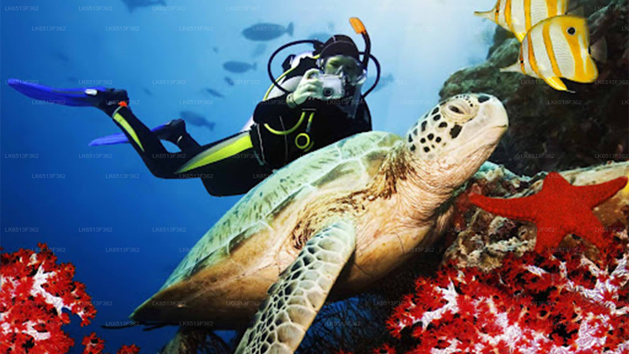 Discover Scuba Diving in Bentota