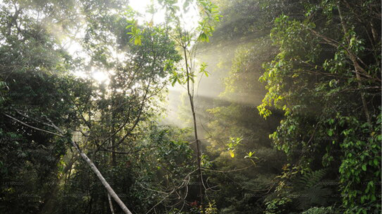 Sinharaja Forest Reserve Entrance Tickets