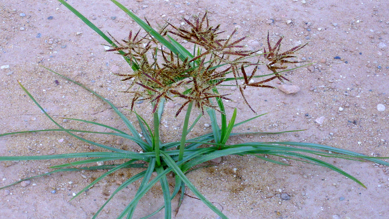 Cyperus rotundus; කලාදුරු – Lakpura LLC