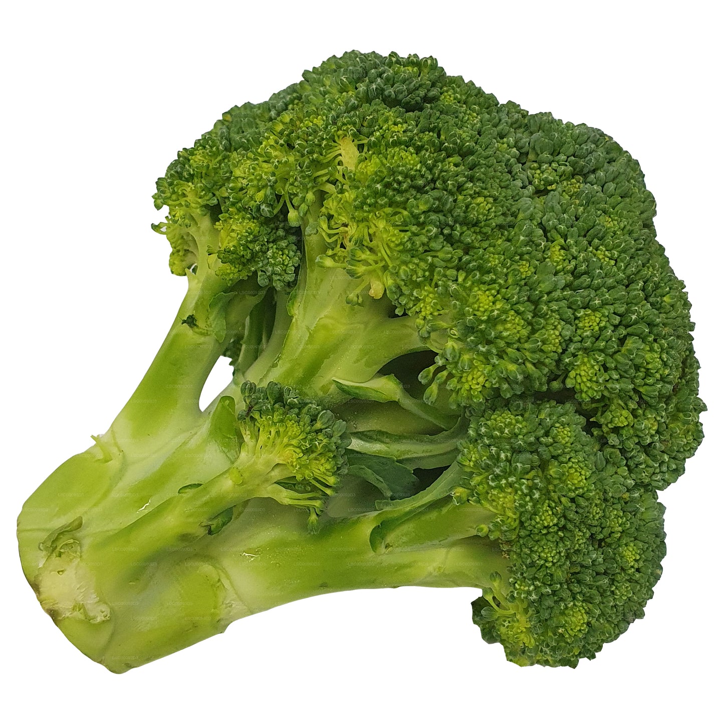 Broccoli