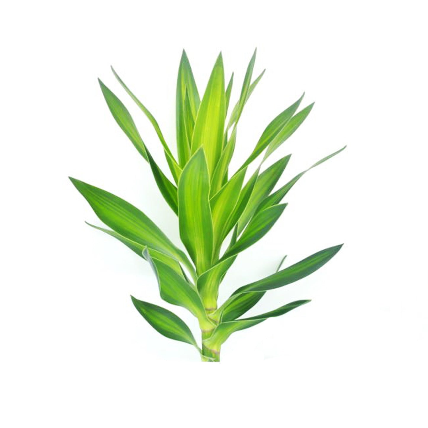 لاكبورا دراكاينا ريفليكسا «خضراء» (50 ورقة) متوسطة