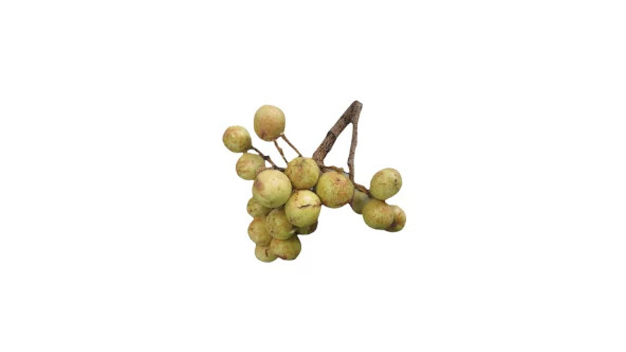 Ceylon Oak | Kon Fruit (කෝන් (බද්ධ) Fruit Plant