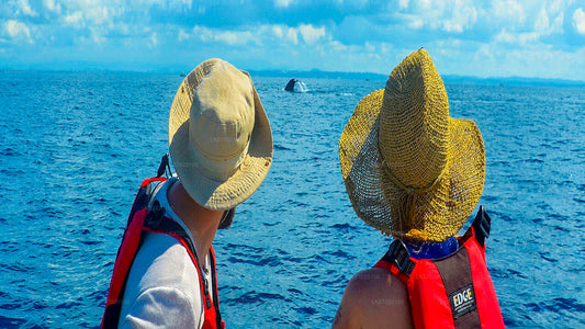 جولة على متن قارب لمشاهدة الحيتان من أهونغالا