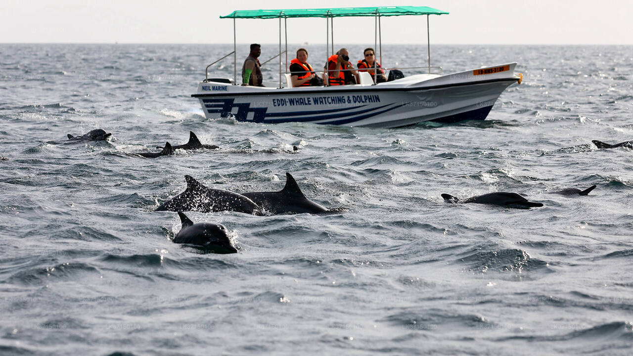جولة على متن قارب لمشاهدة الحيتان من كالبيتيا