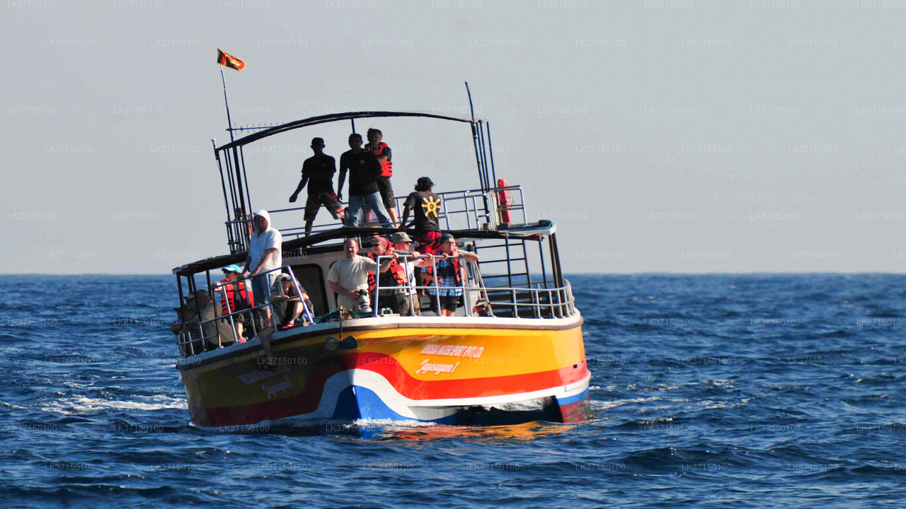 جولة على متن قارب لمشاهدة الحيتان من كالبيتيا