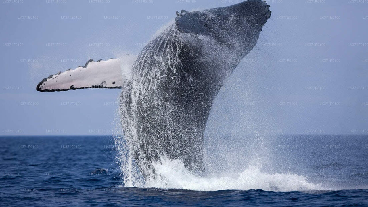 Whale Watching Boat Tour from Koggala