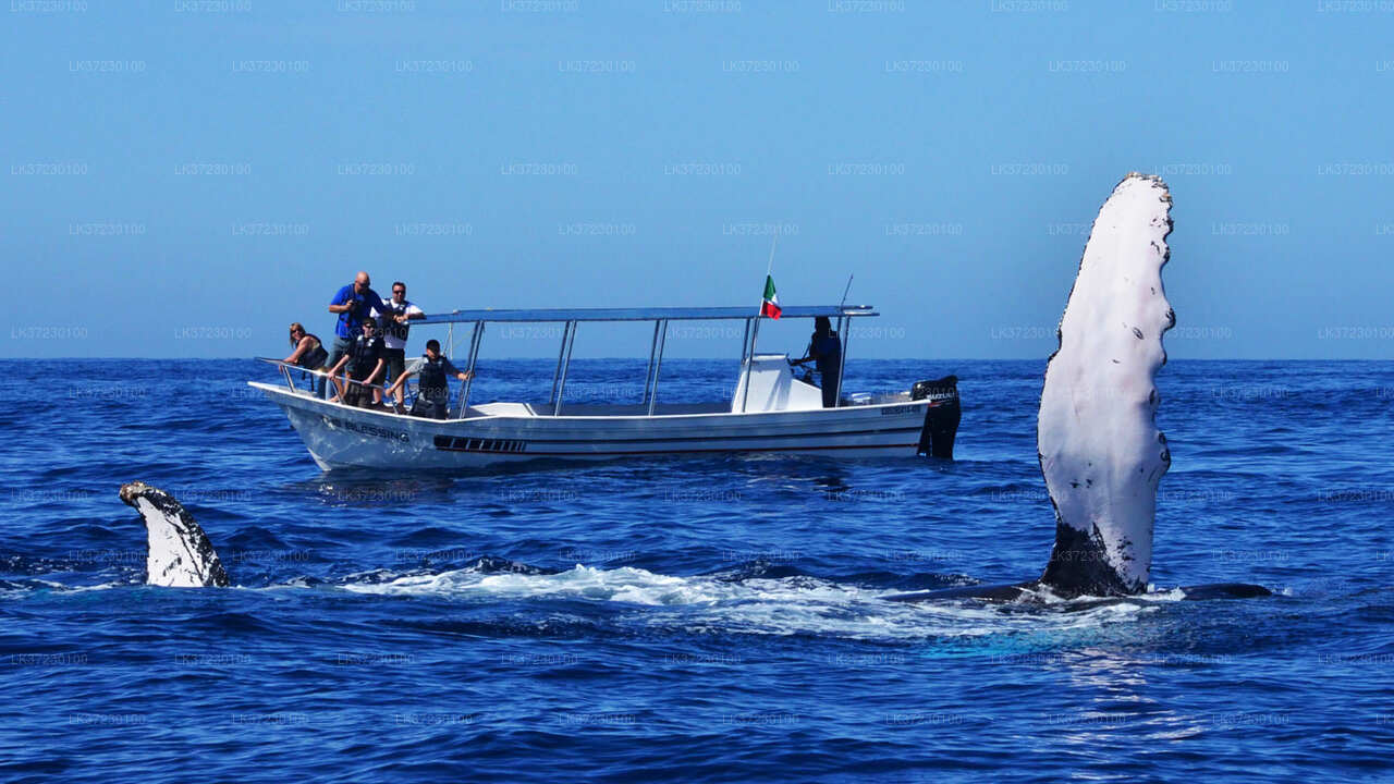 Whale Watching Boat Tour from Trincomalee
