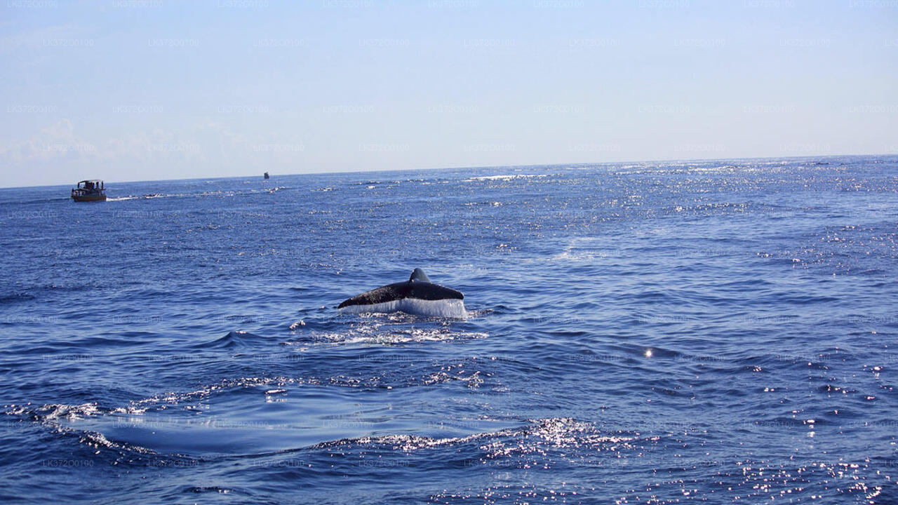 جولة بالقارب لمشاهدة الحيتان في ميريسا