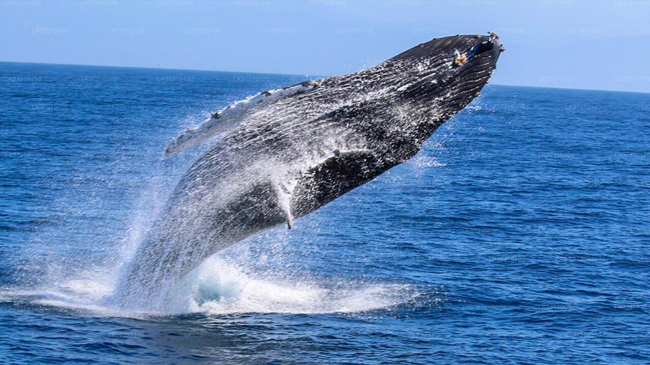 Whale Watching Boat Tour from Ahangama