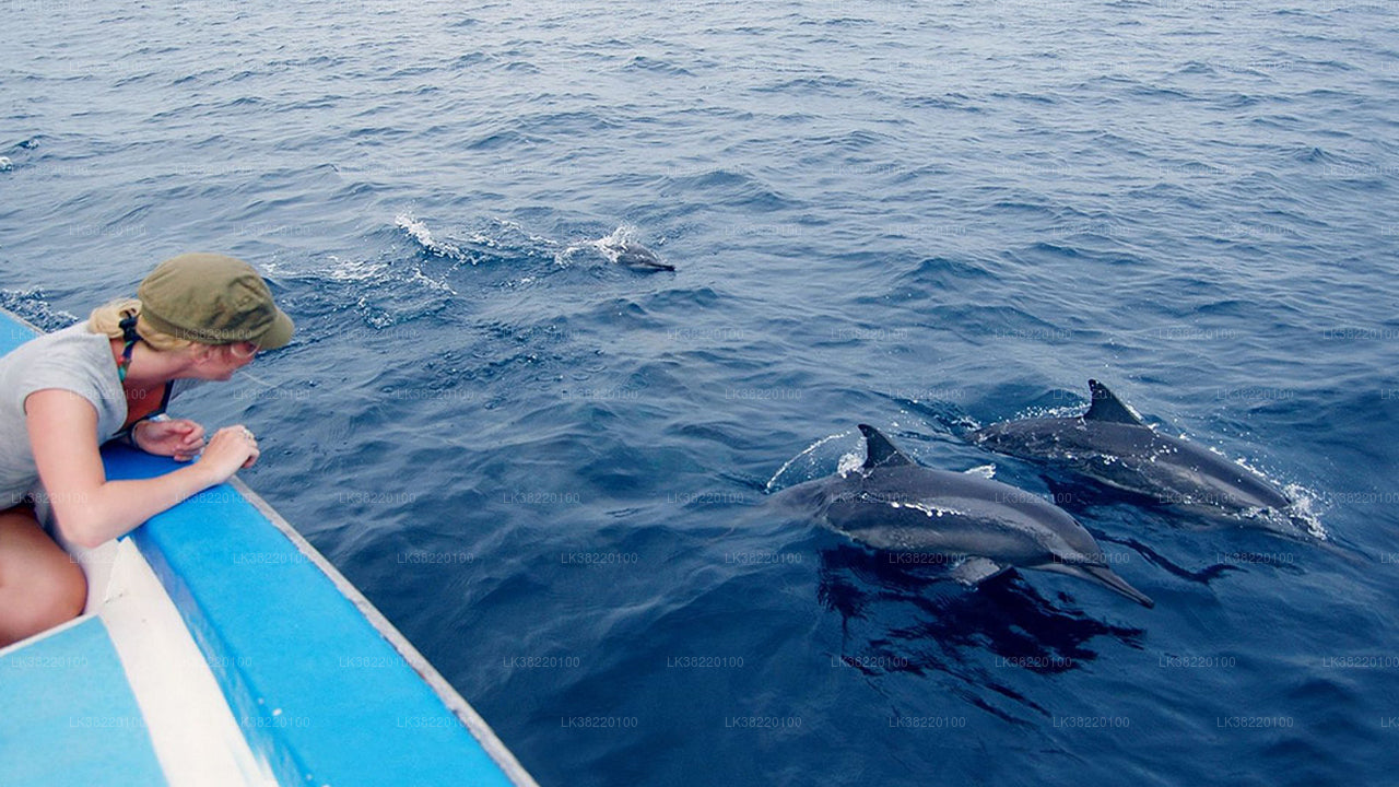 Dolphin Watching Boat Tour from Trincomalee