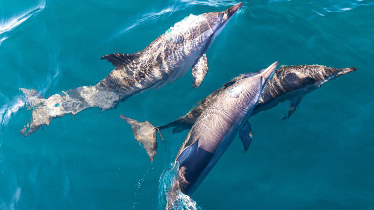 Dolphin Watching Boat Tour from Trincomalee