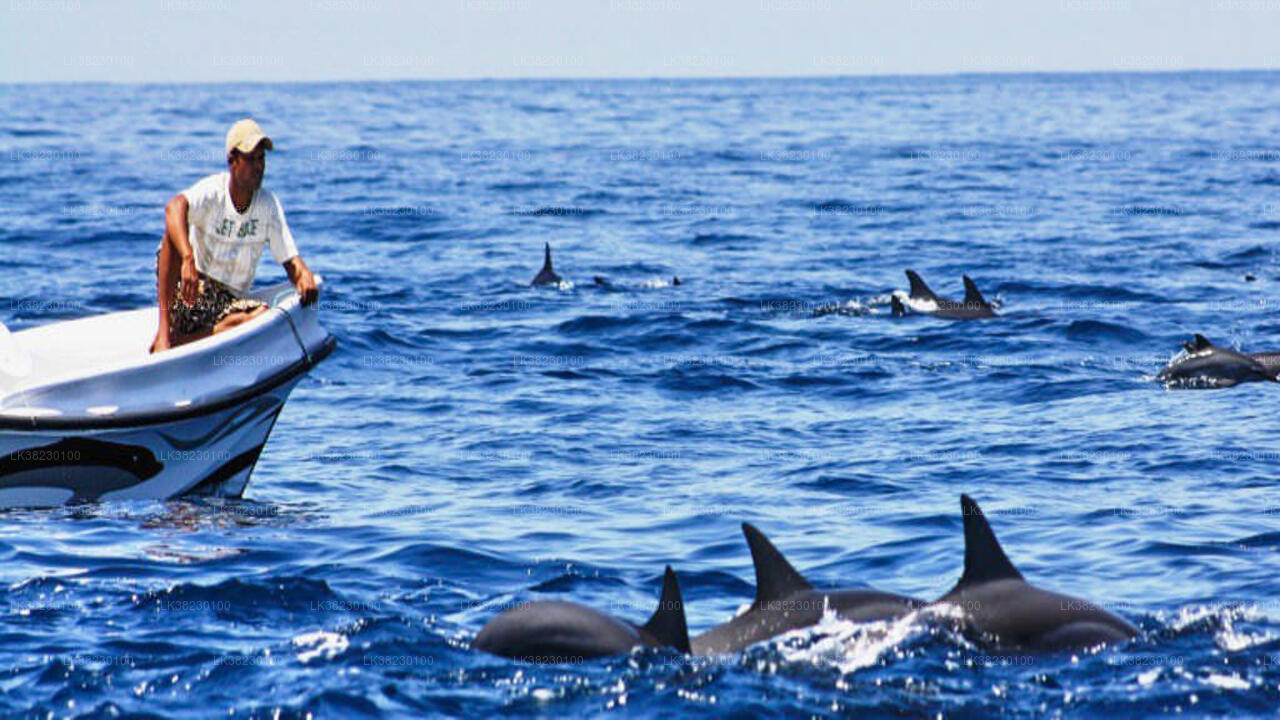 Dolphin Watching Boat Tour from Trincomalee