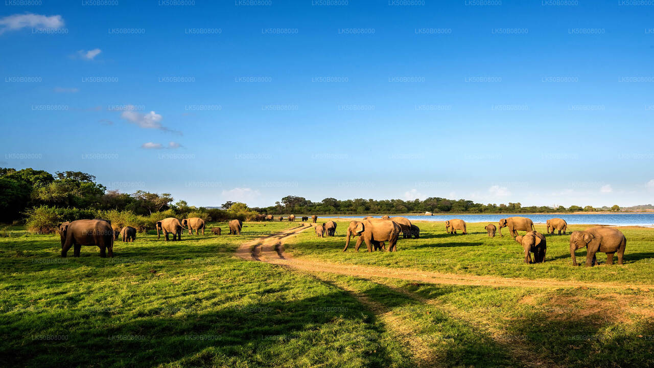 رحلة السفاري الخاصة بتجمع الأفيال الكبير من مينيريا