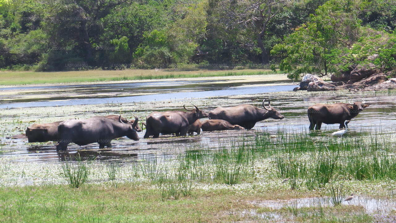 Kumana National Park Safari from Pottuvil