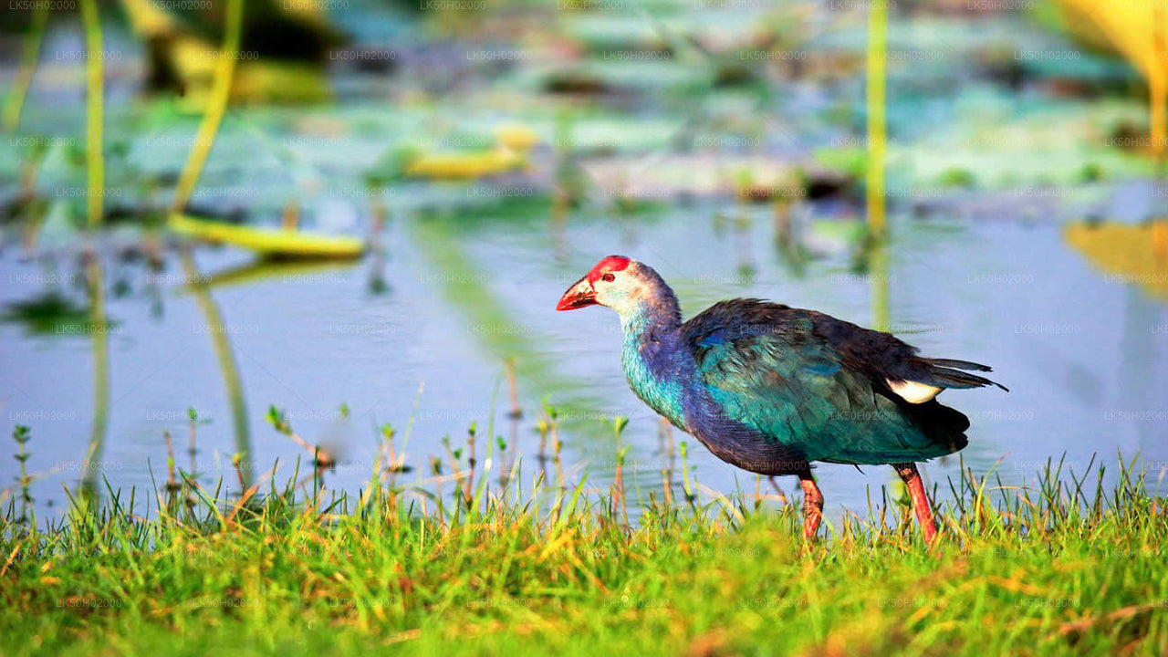 Bundala National Park Shared Safari