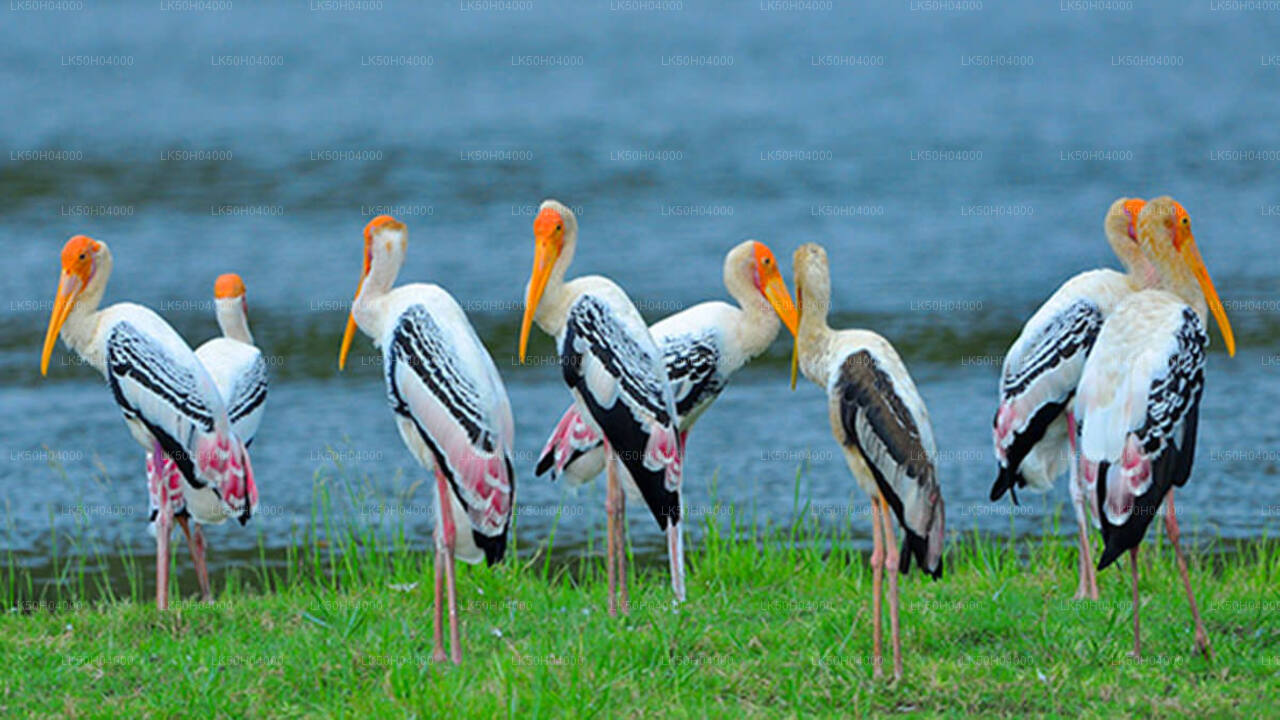 Birdwatching Safari at Bundala National Park from Tissamaharama