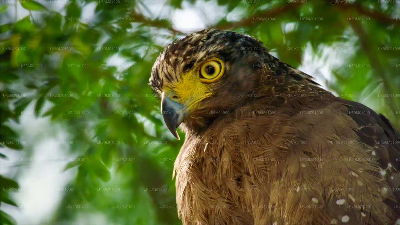 Lahugala Kitulana National Park Private Safari