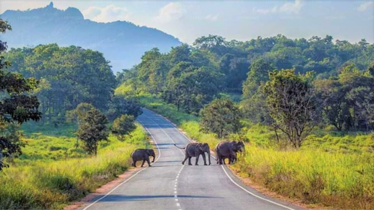 Maduru Oya National Park Private Safari