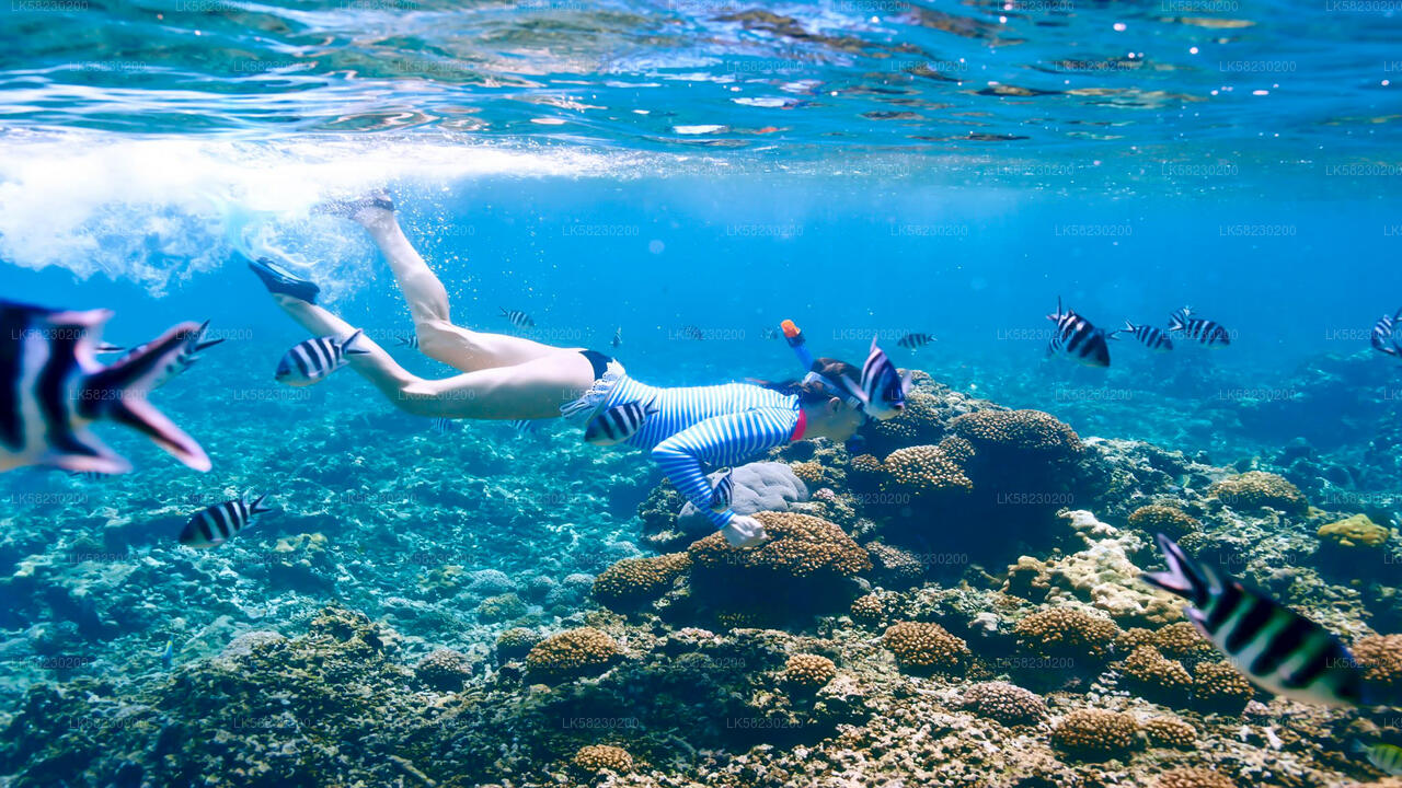 Snorkeling at Coral Island from Trincomalee