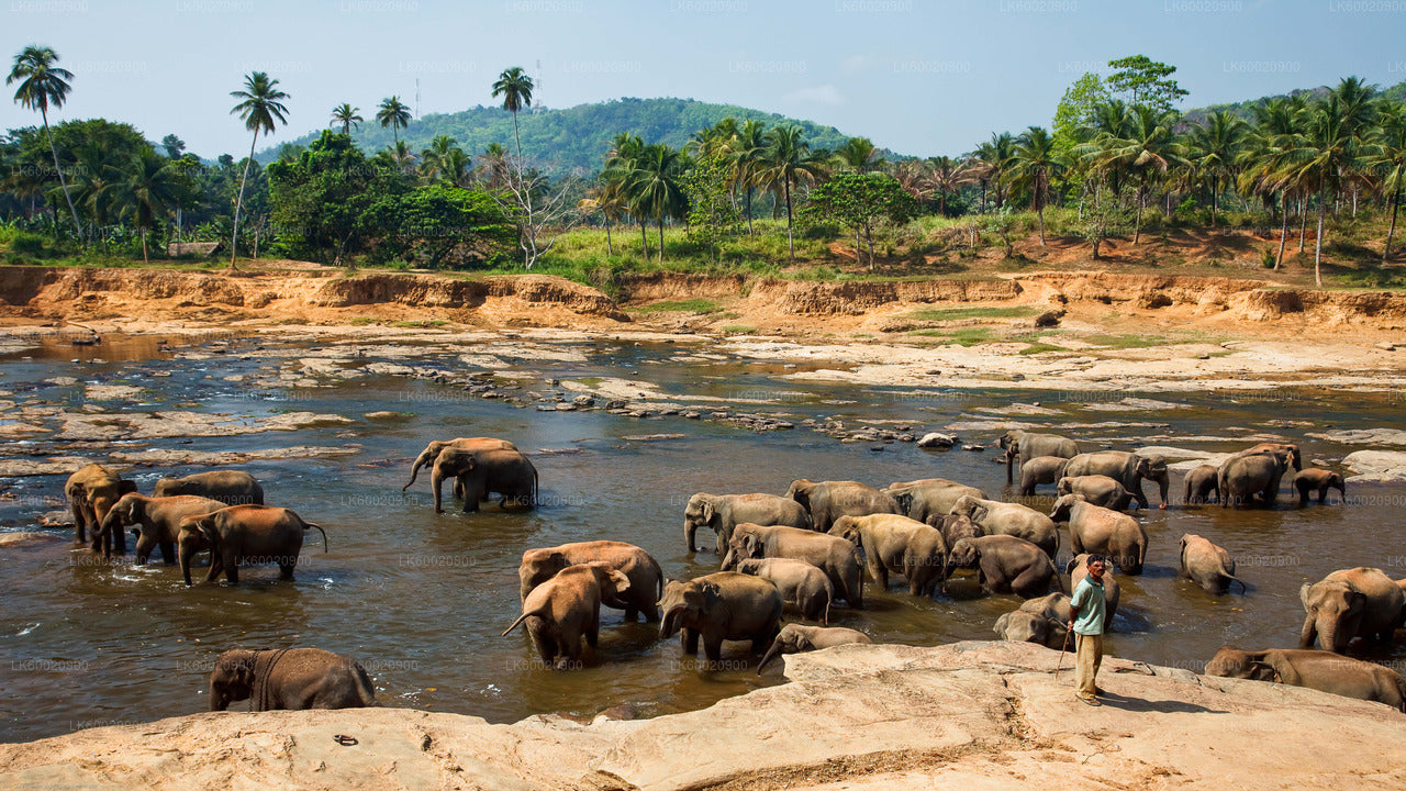 Bundala National Park Safari from Ahungalla