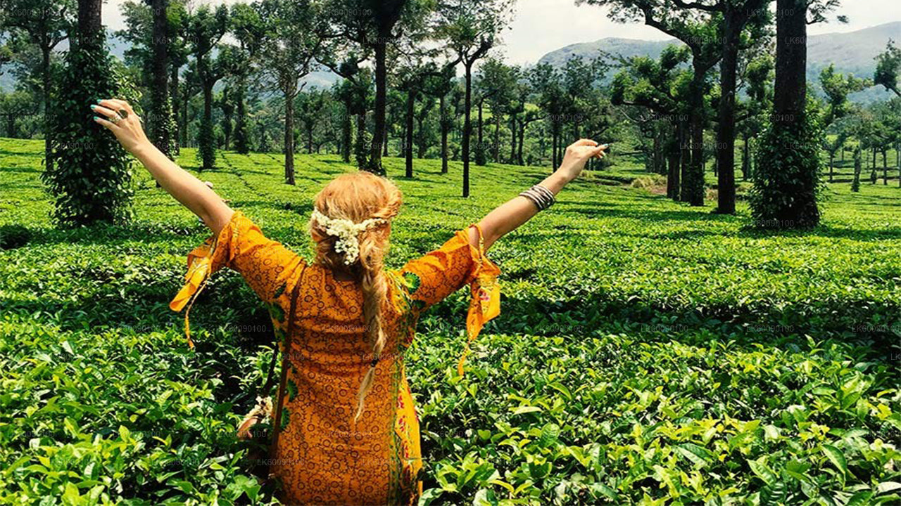 Tea Estate Experience from Ella