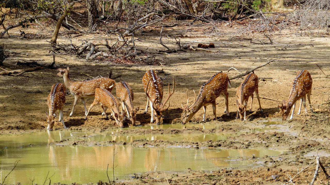 Yala National Park Safari from Bentota