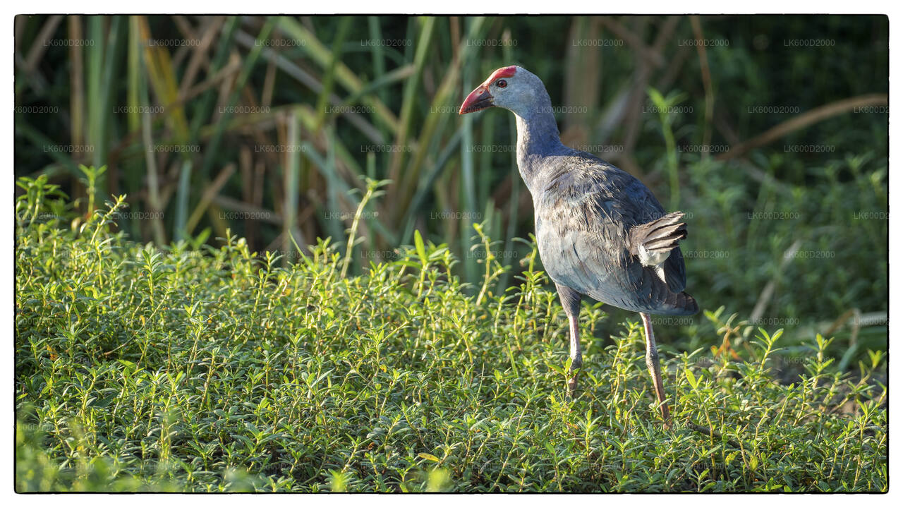 Bundala National Park Safari from Bentota