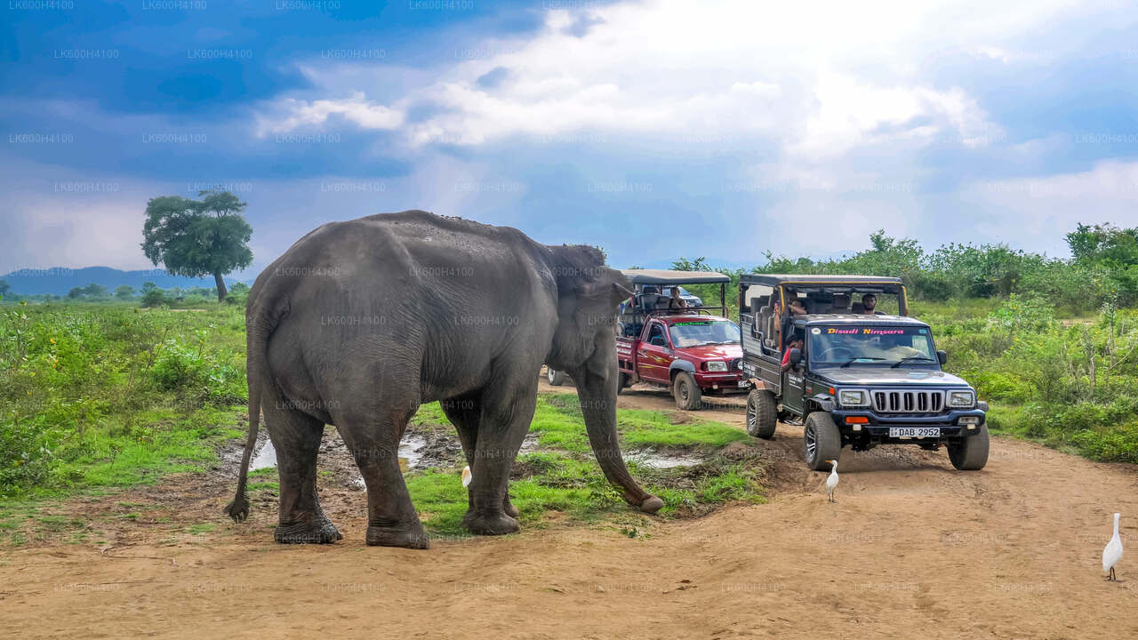 Udawalawe National Park Safari from Colombo