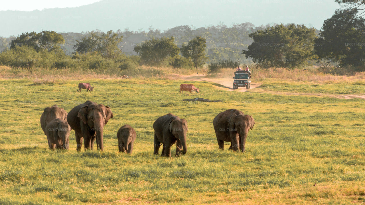 Minneriya National Park Safari from Kandy