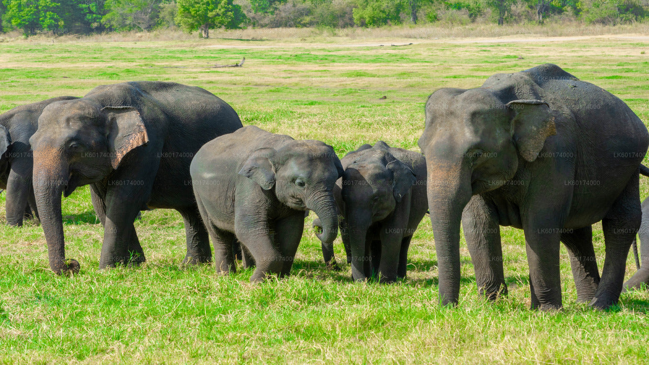 Minneriya National Park Safari from Kandy