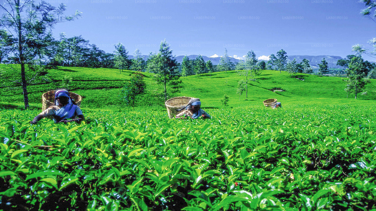 Haputale Highlands from Nuwara Eliya