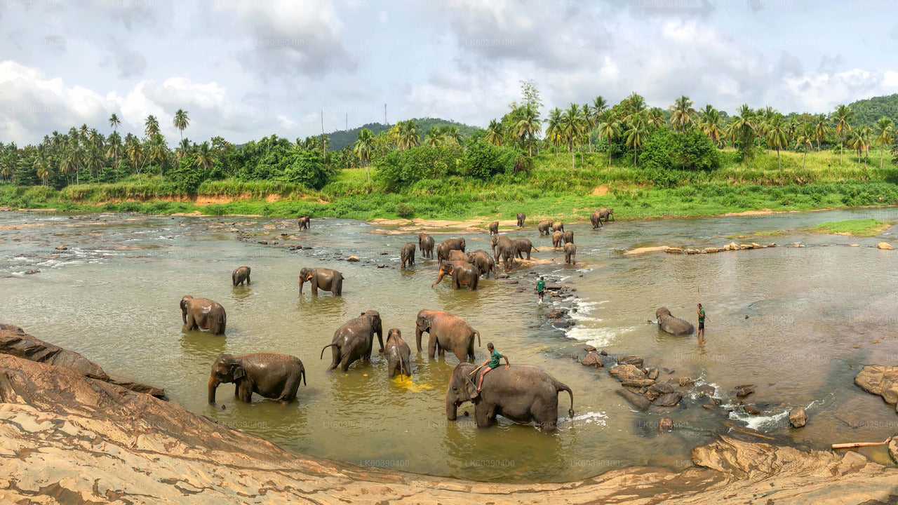 Pinnawala Elephant Orphanage from Balapitiya