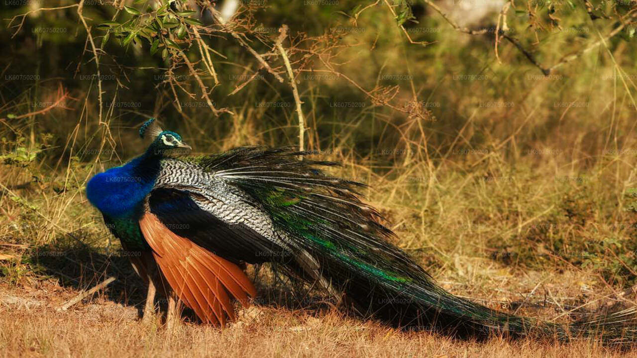 Bundala National Park Safari from Mattala