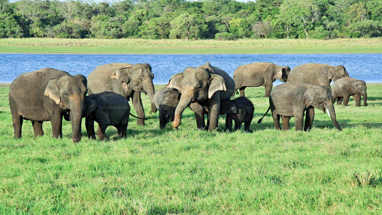 Udawalawe National Park Safari from Mattala