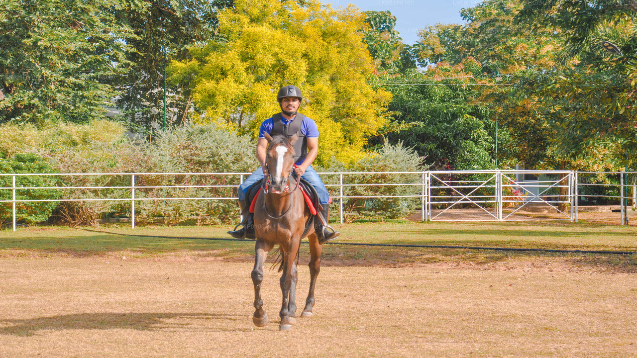 Horse Riding for Beginners from Negombo