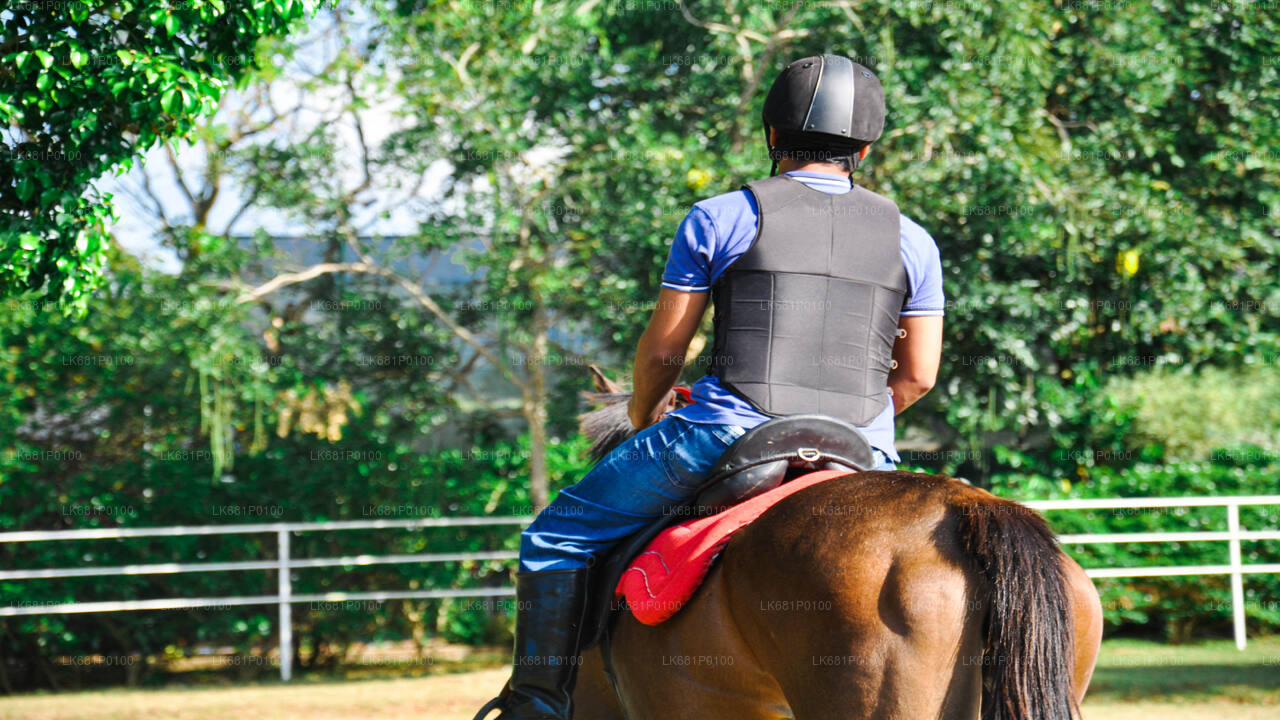 Horse Riding for Beginners from Negombo