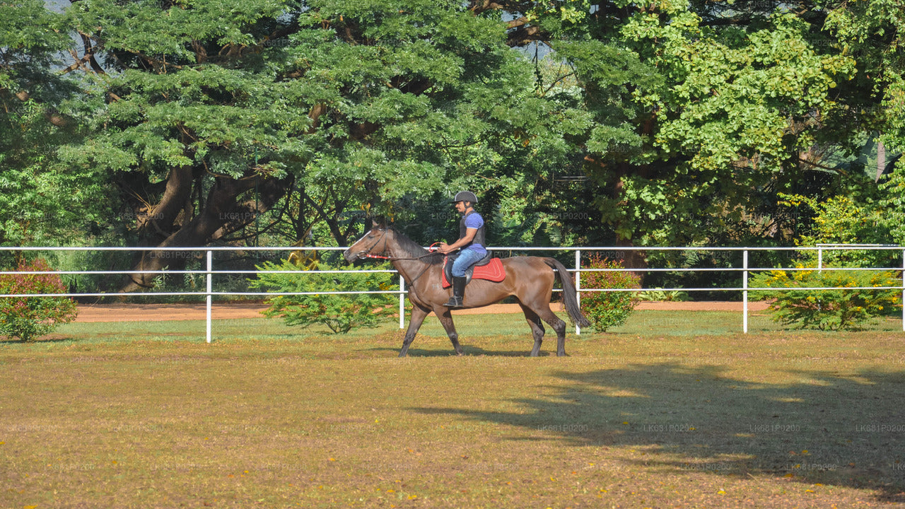 Horse Riding for Professionals from Negombo