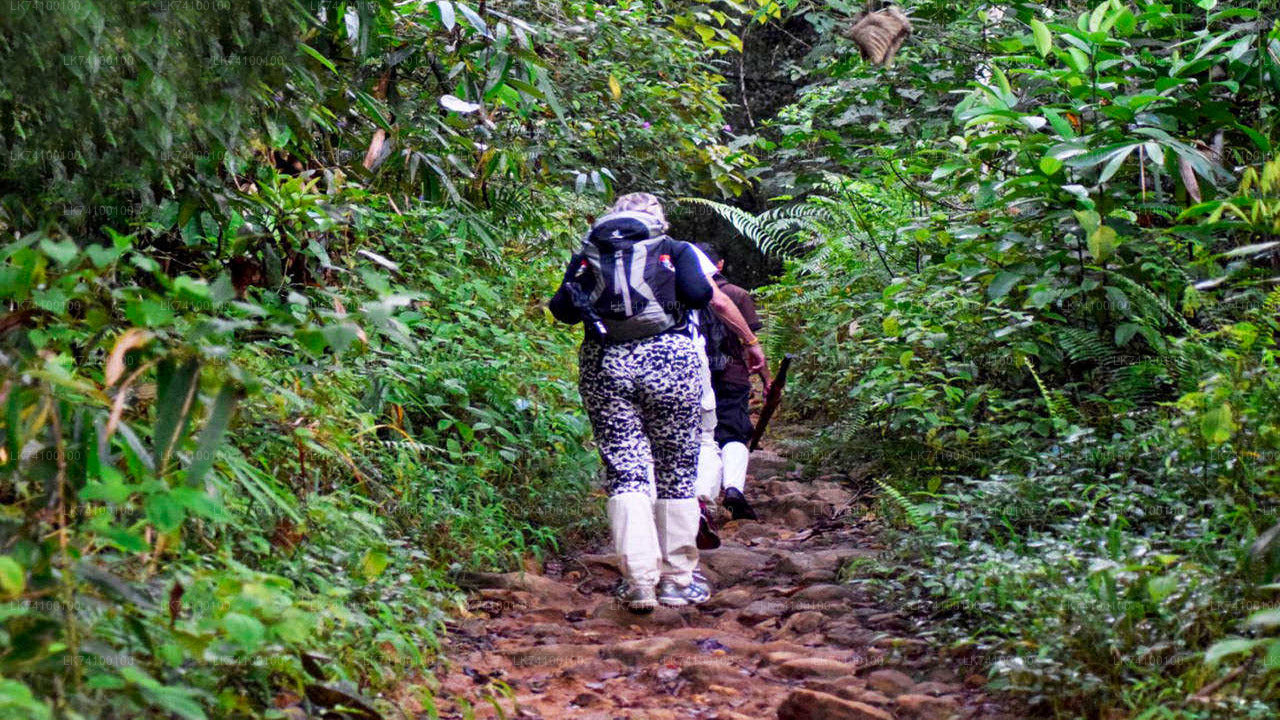 Rainforest Trekking from Kitulgala