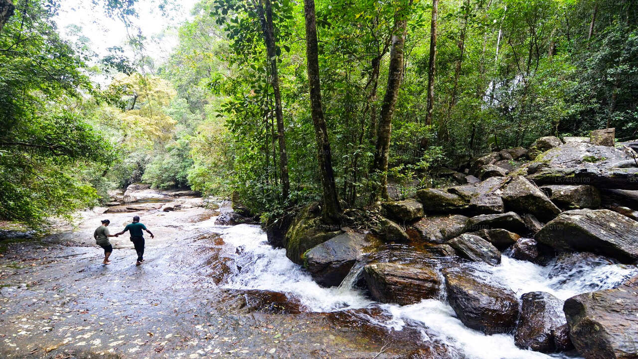 المشي في غابة سينهاراجا المطيرة
