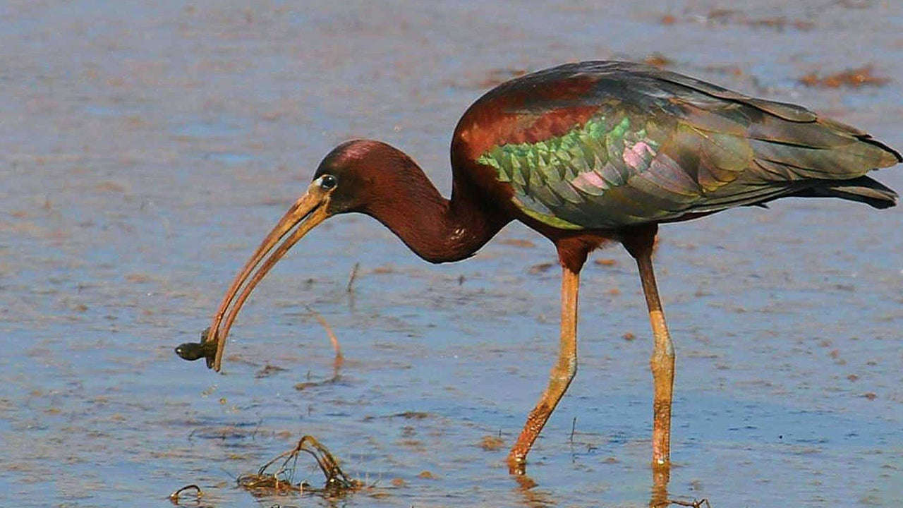 Birdwatching Boat Ride at Kalametiya Sanctuary from Tangalle