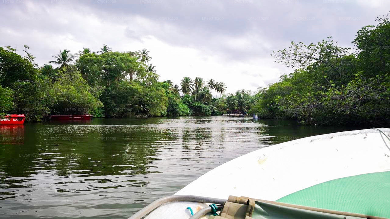 Bird Watching Boat Ride at Muthurajawela Marsh from Colombo Seaport